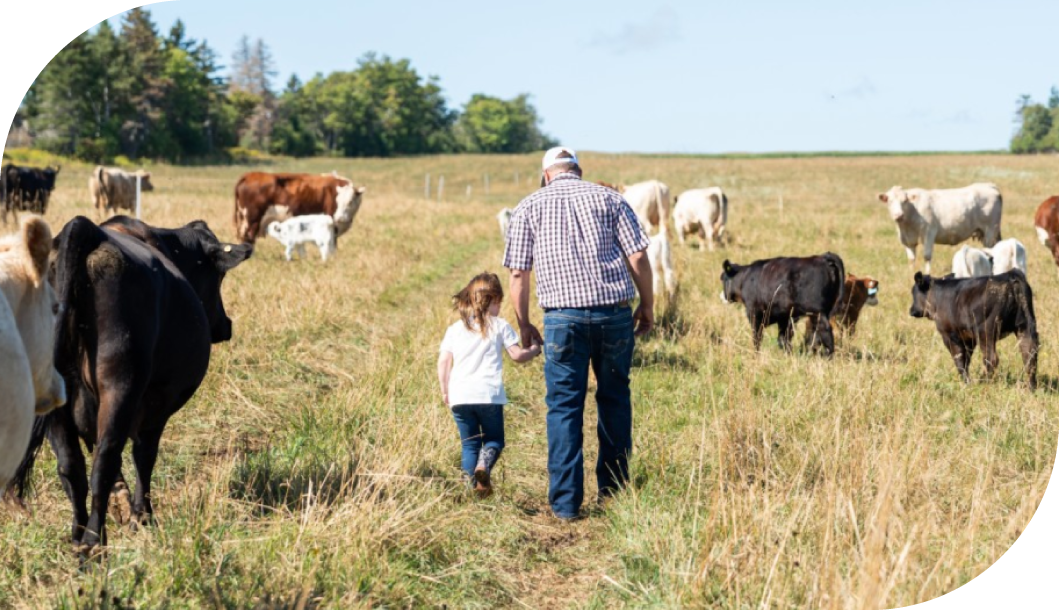 A man and a young girl walk hand in hand through a field of grazing cows
