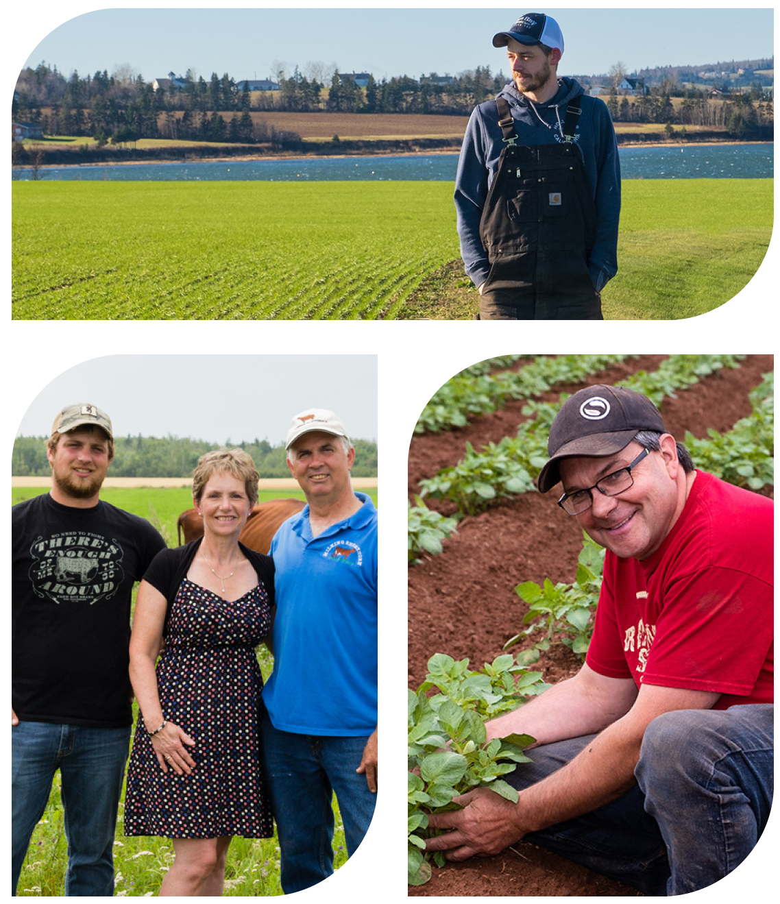 Collage of three photos: a person by an apple tree, a person beside a 'Confederation Farm' sign, and a person tending to crops in a field.