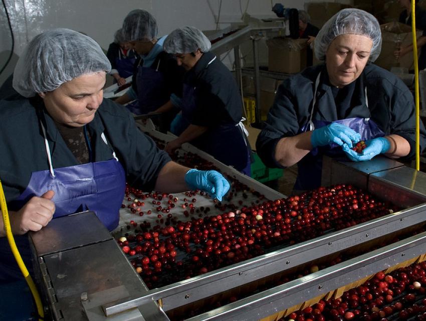Workers in hairnets and aprons sorting cranberries on a conveyor belt in a processing facility.