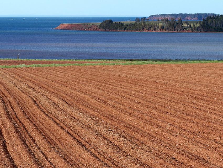 A plowed field with rows of reddish-brown soil extending towards a calm blue ocean, with a distant tree-lined shoreline under a clear sky.