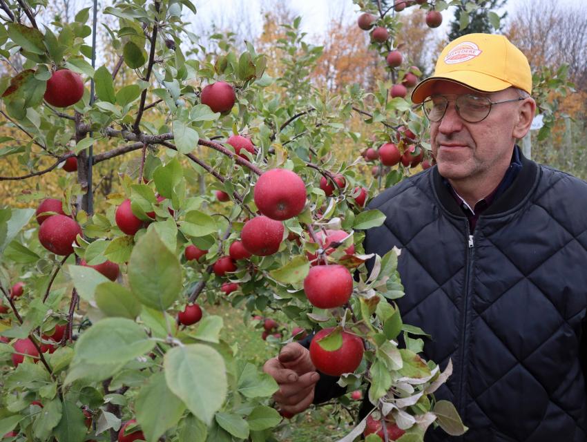 Person in a black quilted jacket and yellow cap standing beside an apple tree full of red apples, with autumn-colored trees in the background. The person's face is blurred.