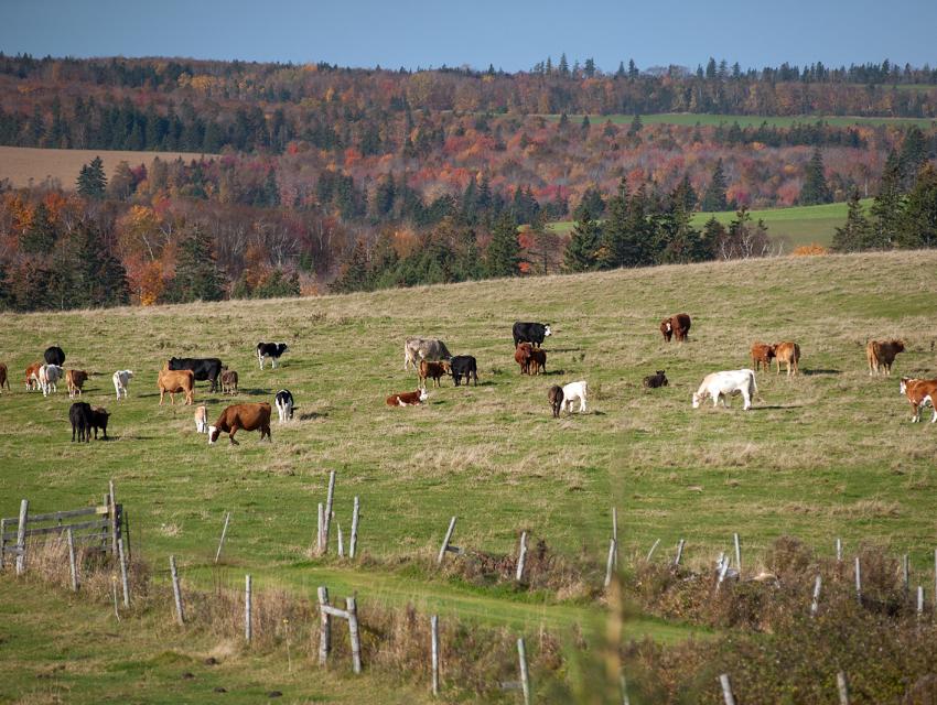 A scenic image of a grassy field with various cows grazing.