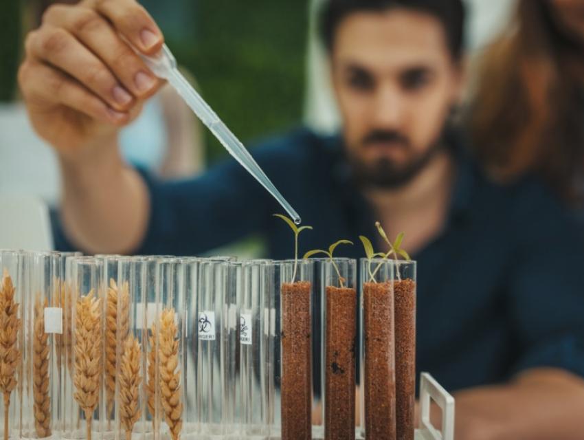 Person using a pipette to add liquid to small plants in test tubes with soil, next to test tubes containing wheat stalks, with another person in the background.