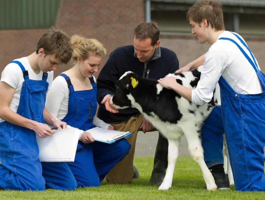 Group of people in blue overalls and a person in a jacket kneeling on grass, examining a young black-and-white calf with a yellow tag, holding clipboards.