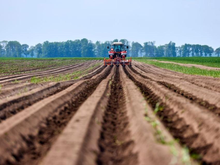 Tractor plowing rows in a field with young plants, surrounded by green fields and trees in the distance.