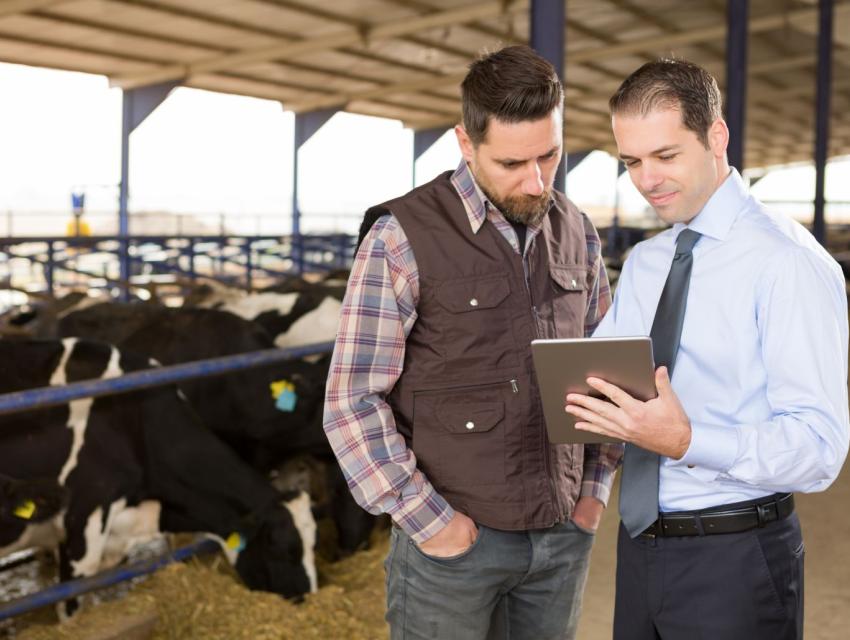 Two men, one in a plaid shirt and vest and the other in a suit with a tie, reviewing a tablet in a barn with cows in the background.